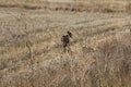 Beautiful Dog debugging Spanish race that used to hunt hares