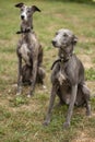 Dog portrait for websites or adverts Royalty Free Stock Photo