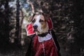 Beautiful dog dressed up as vampire in dark moonlit forest. Cute