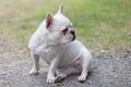 Beautiful dog french bulldog white.