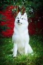 Beautiful dog husky sits