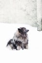 Beautiful dog Keeshond in snow Royalty Free Stock Photo