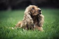 Beautiful dog with long ears