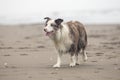 Beautiful dog with long wet fur standing on sand