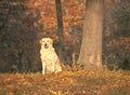 Beautiful dog looking straight at the camera