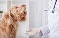 Beautiful dog during medical appointment