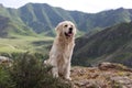 Beautiful dog in the mountains