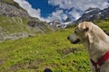 Beautiful dog on Oeschinensee area, Kandersteg