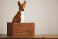 Beautiful dog with an old wooden box Royalty Free Stock Photo