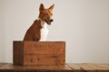 Beautiful dog with an old wooden box Royalty Free Stock Photo