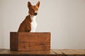 Beautiful dog with an old wooden box Royalty Free Stock Photo