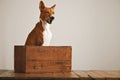 Beautiful dog with an old wooden box Royalty Free Stock Photo