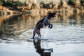 A beautiful dog is playing on the river running after a ball on the water Royalty Free Stock Photo