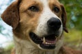 Beautiful dog portrait with alert look against fresh nature background