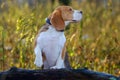 Dog portrait Beagle in autumn forest