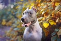 Beautiful dog portrait blue american staffordshire terrier amstaff stafford pit bull puppy walking outdoor in autumn forest