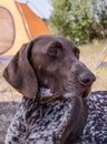 Beautiful dog. Portreit. German short haired pointer. Royalty Free Stock Photo