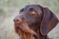 Beautiful dog. Portreit. German wirehaired pointer. Drathaar. Royalty Free Stock Photo