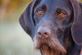 Beautiful dog. Portreit. German wirehaired pointer. Drathaar. Royalty Free Stock Photo