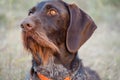 Beautiful dog. Portreit. German wirehaired pointer. Drathaar. Royalty Free Stock Photo