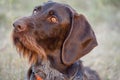 Beautiful dog. Portreit. German wirehaired pointer. Drathaar. Royalty Free Stock Photo