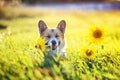beautiful dog puppy Corgi sitting on a field with yellow flowers of sunflower in the warm clear summer day, and