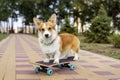 Beautiful dog redhead pembroke welsh corgi standing a skateboard on the street for a summer walk in the park Royalty Free Stock Photo