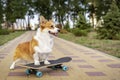 Beautiful dog redhead pembroke welsh corgi standing a skateboard on the street for a summer walk in the park