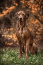 Beautiful dog rhodesian ridgeback hound outdoors