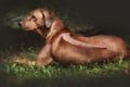 Beautiful dog rhodesian ridgeback hound outdoors