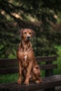 Beautiful dog rhodesian ridgeback hound outdoors