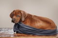 Beautiful dog rhodesian ridgeback Royalty Free Stock Photo