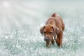 Beautiful dog rhodesian ridgeback Royalty Free Stock Photo