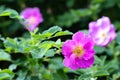 Beautiful dog rose flowers bloom in the garden, spring time