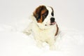 Beautiful dog saint bernard Royalty Free Stock Photo