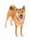 Dog Shiba Inu looking at camera tilting head and smiling wide teeth smile.Beautiful dog Shiba Inu full length looking at camera fr Royalty Free Stock Photo