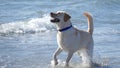 Beautiful dog with short hair in the ocean water at Del Mar dog beach in California Royalty Free Stock Photo