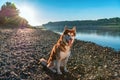 Beautiful dog sits on the shore evening river in the rays setting sun. Cute red Siberian husky on the background of a serene river