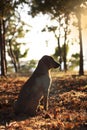 A beautiful dog sitting on autumn leafs with a sunlight in the forest