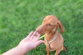 Beautiful dog sniffs food in the hands of a man on a background of green grass. Help dogs