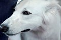 Beautiful dog of snow white color. Close up portrait, wise look.