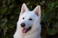 Beautiful dog of snowy white color. Big white swiss shepherd breed. Close up portrait of wise dog with happy smiling look on green