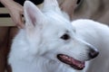 Beautiful dog of snowy white color. Big white swiss shepherd breed. Close up portrait of wise dog with happy smiling look.