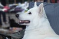 Beautiful dog of snowy white color like Ghost sits in chair. Big white swiss shepherd breed.