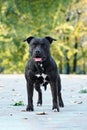 Beautiful dog of staffordshire bull terrier breed, dark color with attentive look right up to the camera, standing on green park b