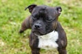 Beautiful dog of Staffordshire Bull Terrier breed, dark tiger color with melancholy look, close up portrait of cuty dog female.