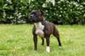 Beautiful dog of Staffordshire Bull Terrier breed, dark tiger color with melancholy look, standing on green lawn background.