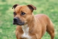 Beautiful dog of Staffordshire Bull Terrier breed, of ginger color with melancholy look, close up portrait of cuty dog female.