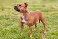 Beautiful dog of Staffordshire Bull Terrier breed, ginger color with melancholy look, standing on green lawn background.