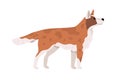 Beautiful dog standing and looking up. Side view of doggy. Canine animal with spots. Puppy s profile. Realistic flat